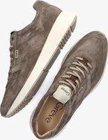 Braune GREVE Sneaker low WALKER 2346 - medium